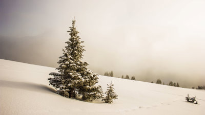 A fir tree on a snowy slope.