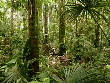 Rainforest