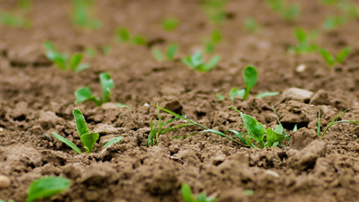 Seedlings growing in soil