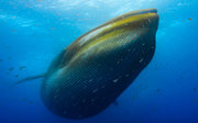 A whale under water, surrounded by small fish, seen from below.