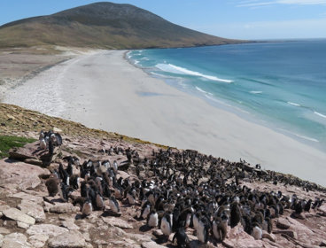 A group of penguins on a beach in the Falklands.