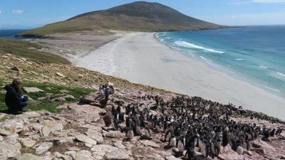 A group of penguins on a beach in the Falklands.