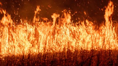 Flames burning within a wildfire.
