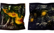 A picture of a large tree and a picture of tropical trees and plants with an effect on them that reminds of fire.