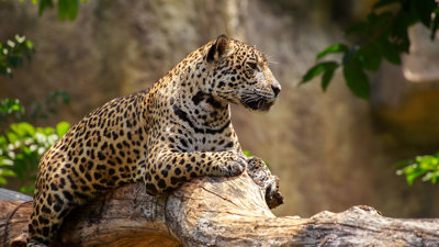 A jaguar laying on a branch. 