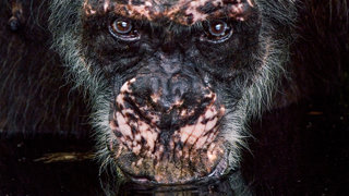 A champanzee seen up close drinking water, staring directly at the camera.