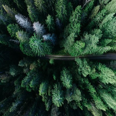Pine trees viewed from above, with a thin road visible winding through the trees