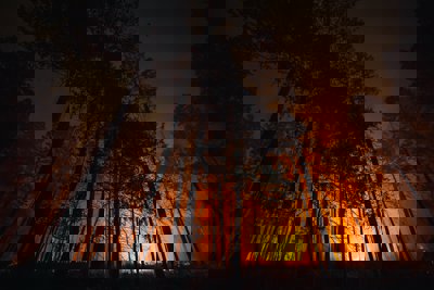 A wildfire at night