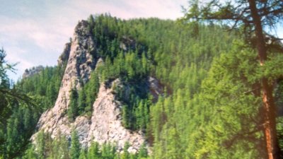 Mountain covered in pine trees.