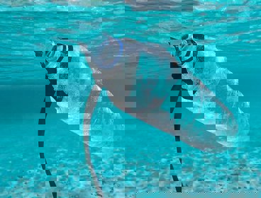 Water bottle floating in the sea