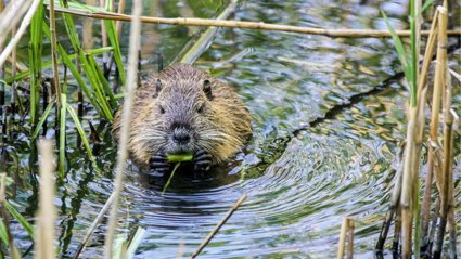 Beaver eating in grassy water.
