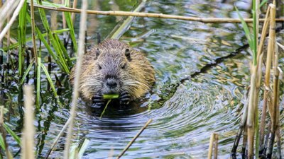 Beaver eating in grassy water.
