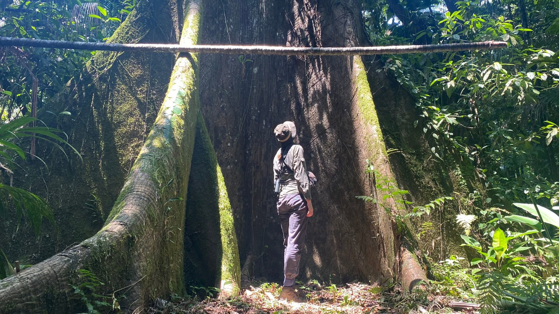 Person standing by a very large tree in a jungle.