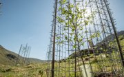 Newly planted tree in a cage.