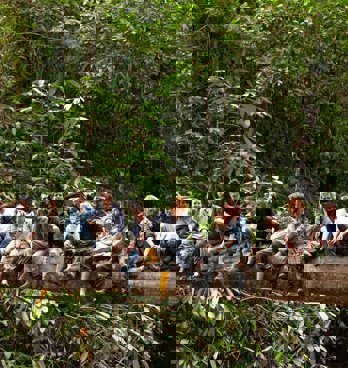 An expedition team sit on a fallen tree acting as a bridge across a tropical forest gorge in Borneo.