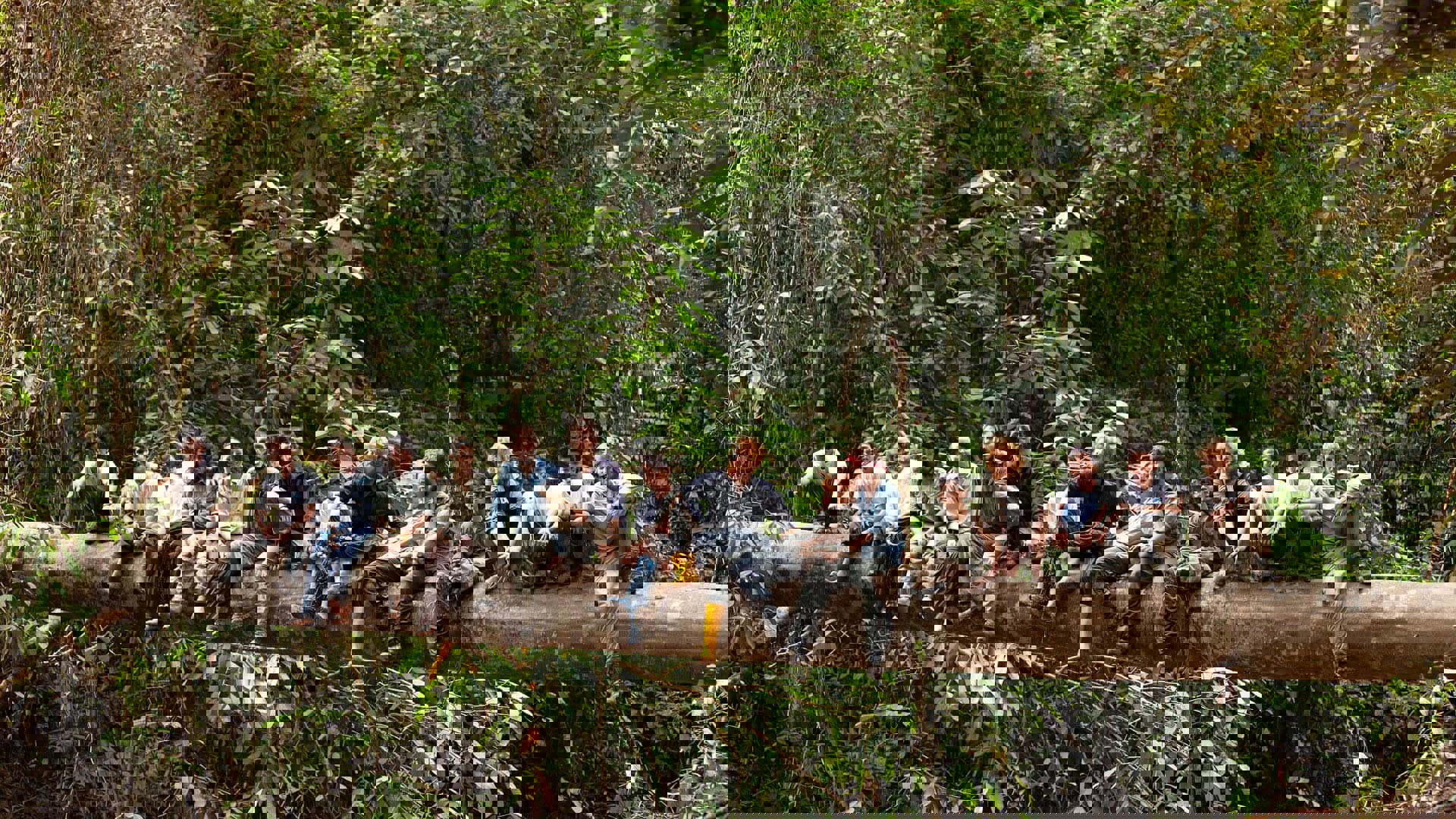 An expedition team sit on a fallen tree acting as a bridge across a tropical forest gorge in Borneo.