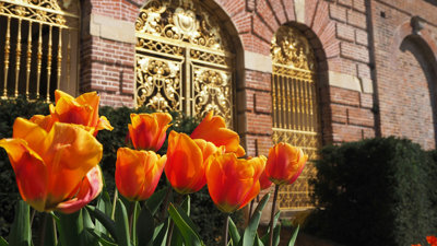 Bright orange tulips in front of a golden gate at National Trust Cliveden.