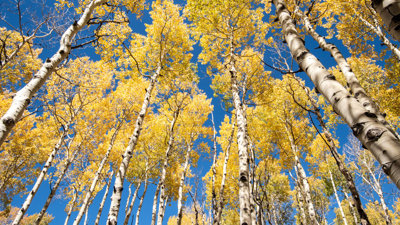 Pando trees in fall seen from below with a bright blue sky past the tree tops. 