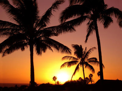 Palm trees on sunset background