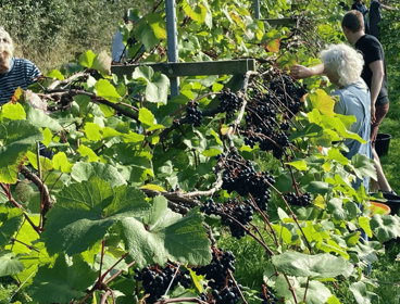 People picking grapes in a vineyard in Somerset.