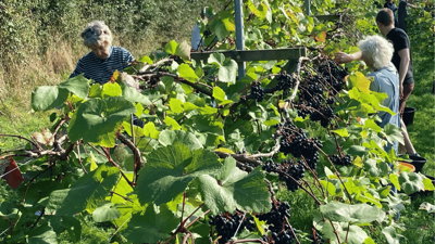People picking grapes in a vineyard in Somerset.
