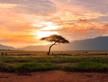 A view over the savanna.