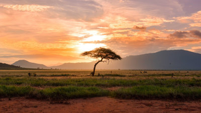 A view over the savanna.