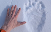 Robbie's hand next to the polar bear feet track marks for comparison