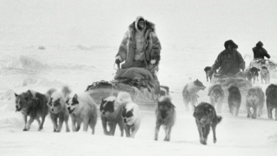 Dog sledging in the Arctic