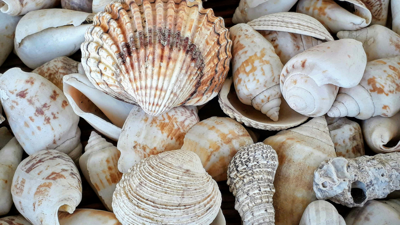 White and brown seashells 