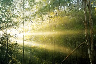 Woodland with a shaft of sunlight