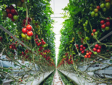 Tomatoes growing in a greenhouse