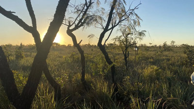 Sunset over grassy savanna looking through five small trees.