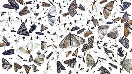 A collection of insects found in an unitended opening in a lamp placed out on a white background as seen from above.
