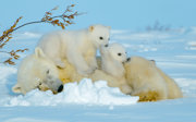 A mother polar bear laying in snow with two cubs resting on top of her.