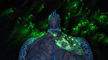 A turtle with luminous green on it's shell and background. Photograph title 'EVERY CRIME LEAVES A TRACE'.