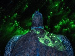 A turtle with luminous green on it's shell and background. Photograph title 'EVERY CRIME LEAVES A TRACE'.