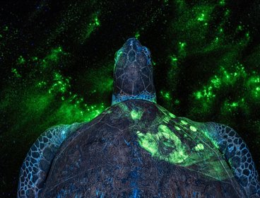 A turtle with luminous green on it's shell and background. Photograph title 'EVERY CRIME LEAVES A TRACE'.
