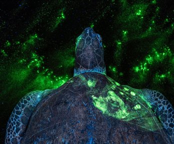A turtle with luminous green on it's shell and background. Photograph title 'EVERY CRIME LEAVES A TRACE'.
