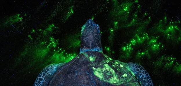 A turtle with luminous green on it's shell and background. Photograph title 'EVERY CRIME LEAVES A TRACE'.