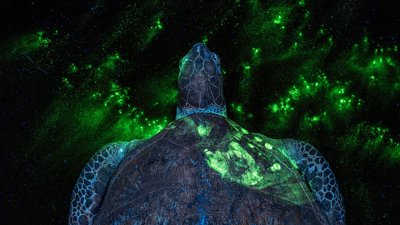 A turtle with luminous green on it's shell and background. Photograph title 'EVERY CRIME LEAVES A TRACE'.