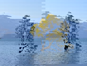 A lone tree sits on a flooded piece of land - there are mountains in the background