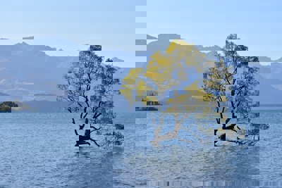A lone tree sits on a flooded piece of land - there are mountains in the background