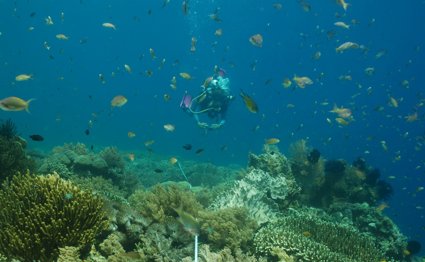 A scuba diver wearing flippers and an oxygen tank underwater taking photos of a coral reef. There are multiple species of fish swimming around the diver and coral.
