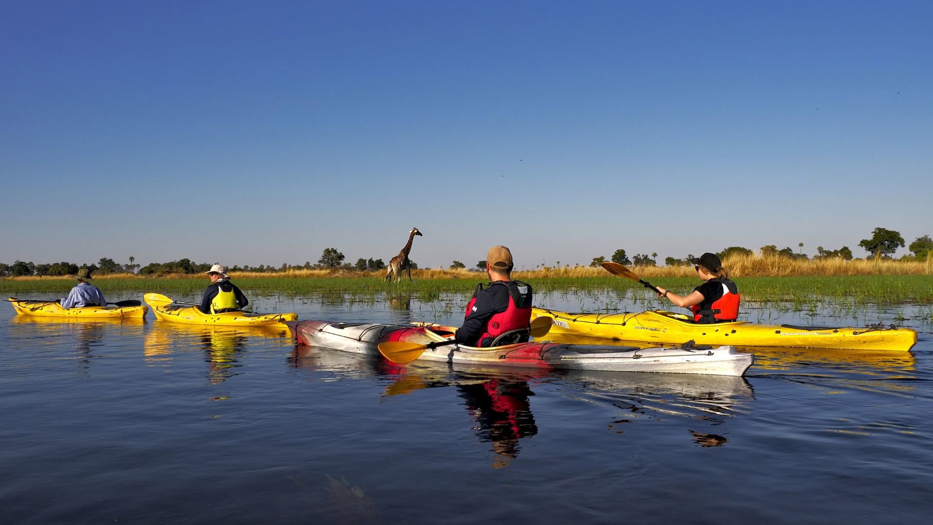 Group kayaking on a river with a giraffe in the background.