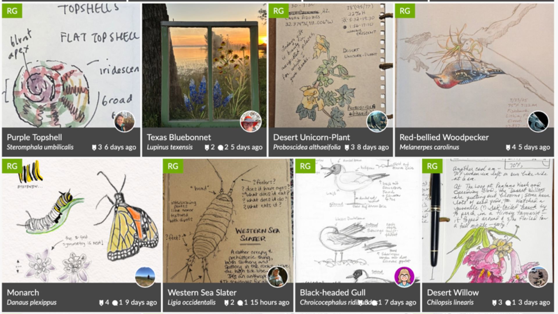 Collection of wildlife drawings.