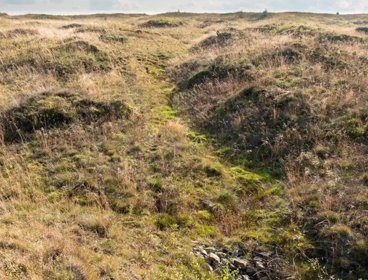 Restored peatland landscape with vegetation. 