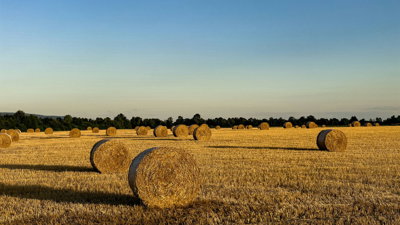 A field filled with hay bales during the golden hour, capturing the warm light of the setting sun. The sky is clear and blue.