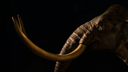 Steppe mammoth at the Australian Museum against an all-black background.