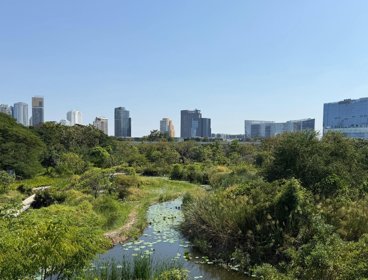 Urban skyline with wetland foreground.